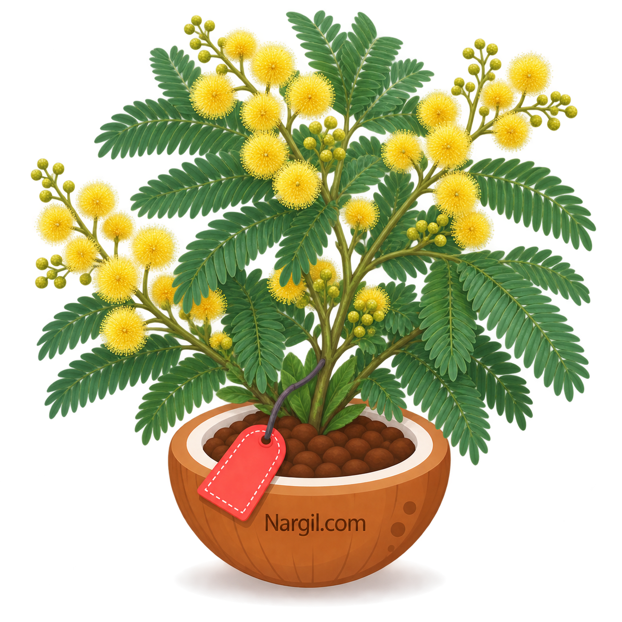 Nargil_Mimosa Tenuiflora